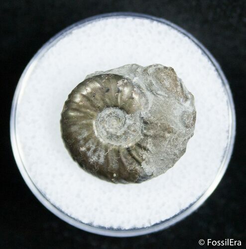 Small Pyritized Jurassic Ammonite Cheltonia - England #2399